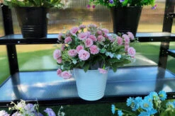 OUTFLEXX Gewächshaus, Schwarz, Alu/Polycarbonat, 186x61x86cm, Pulverbeschichtet -Gartenladen 22271 9.jpg