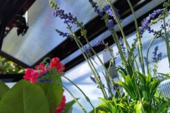 OUTFLEXX Gewächshaus, Schwarz, Alu/Polycarbonat, 91x51x168cm, Pulverbeschichtet -Gartenladen 22274 13.jpg