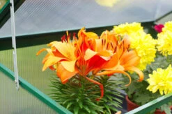 OUTFLEXX Gewächshaus, Grün, Alu/Polycarbonat 4mm, Pulverbeschichtet, 76 X 38,5 X 98,5 Cm -Gartenladen 3 13730.jpg