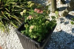 Ploß Rocking Pflanzgefäß, Grau/braun-meliert, Polyrattan, Konisch, 28x28x40 Cm, Kunststoffeinsatz -Gartenladen 3 18198.jpg