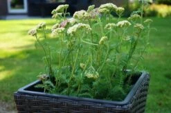 Ploß Rocking Pflanzgefäß, Grau/braun-meliert, Polyrattan, Konisch, 28x28x60 Cm, Kunststoffeinsatz 13 Ploß Rocking Pflanzgefäß, Grau/braun-meliert, Polyrattan, Konisch, 28x28x60 Cm, Kunststoffeinsatz -Gartenladen 3 18199.jpg