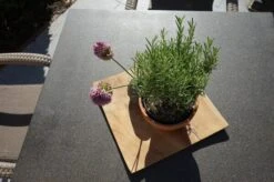 Ploß Rabida Sitzgruppe, Champagner-meliert, Polyrattan, Tisch 170x90 Cm, 6 Stapelsessel, Glasplatte In Steinoptik -Gartenladen 9 21073.jpg